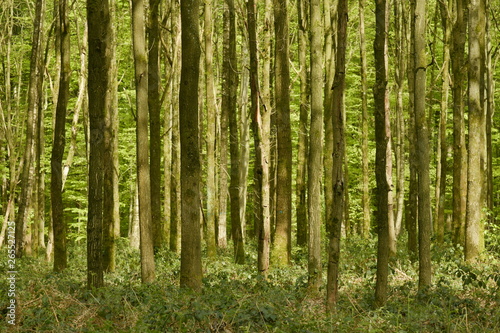 Fototapeta Naklejka Na Ścianę i Meble -  Zone d'arbres très serrés et impénétrable au bois des Capucins à Tervuren