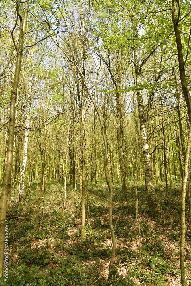 Obraz premium Zone d'arbres très serrés et impénétrable au bois des Capucins à Tervuren