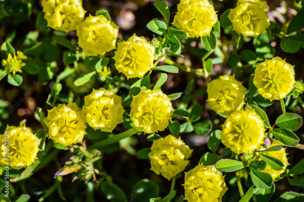 Trifolium campestre, commonly known as hop trefoil, field clover and