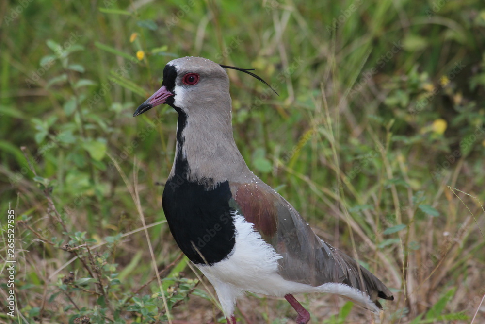 Fototapeta premium beautiful southern lapwing bird in Brazil