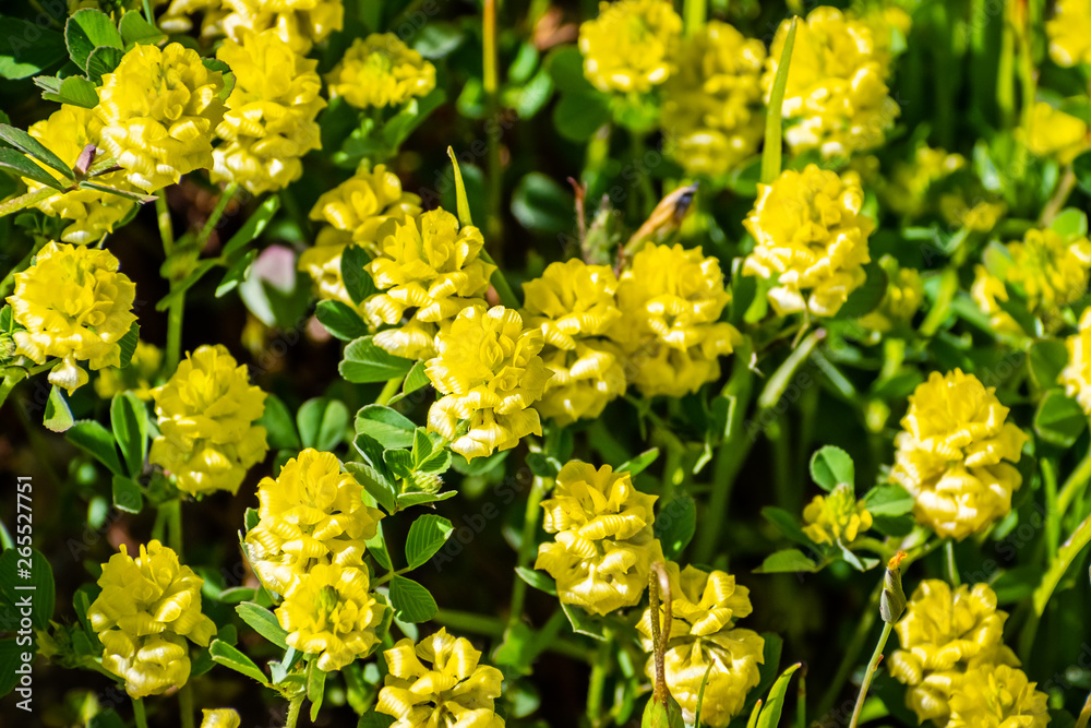 Trifolium campestre, commonly known as hop trefoil, field clover and