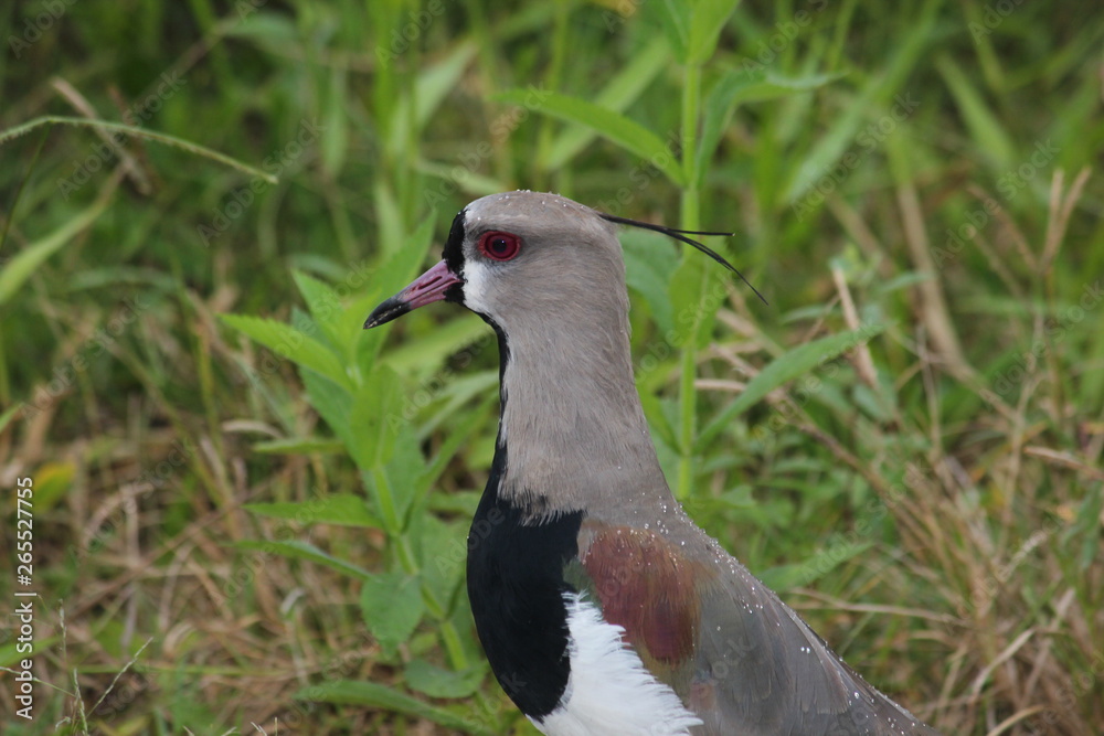 Obraz premium beautiful southern lapwing bird in Brazil