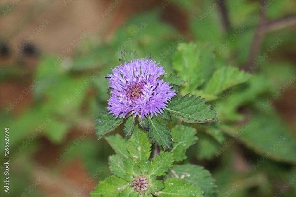 beautiful wild flowers in southern Brazil beautiful wild flowers in southern Brazil