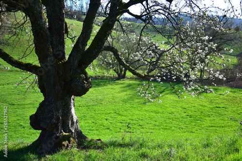 A white-flowered branch of a tree in early springtime in the Odenwald, Germany. photo