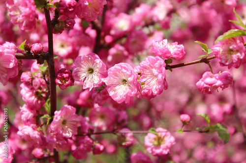 Blurred Pink Colors Of Nature. Small Pink Blooming Flowers. Flowers, Nature, Botanical Concept.