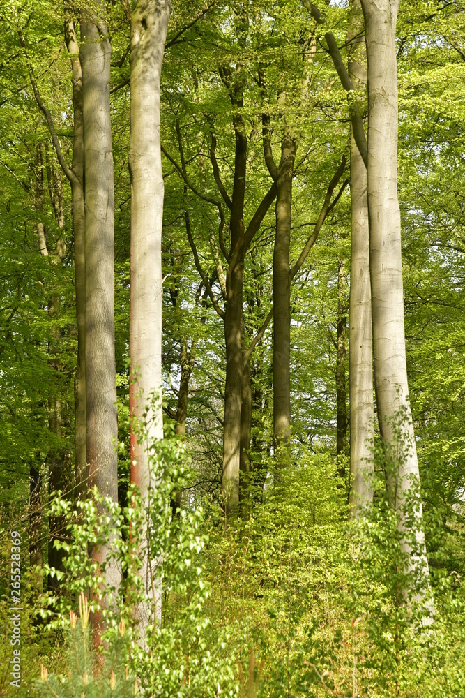 Tronc clairs et élancés des hêtres typiques de la forêt de Soignes au bois des Capucins à Tervuren Tronc clairs et élancés des hêtres typiques de la forêt de Soignes au bois des Capucins à Tervuren