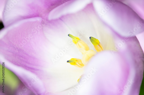 Beautiful Pink Tulip Macrophotography Background Close Up