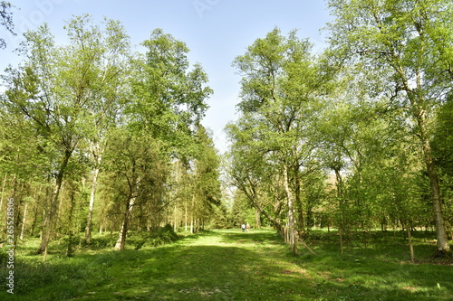 L'une des clairières entre les différentes variétés d'arbres à l'arboretum de Tervuren