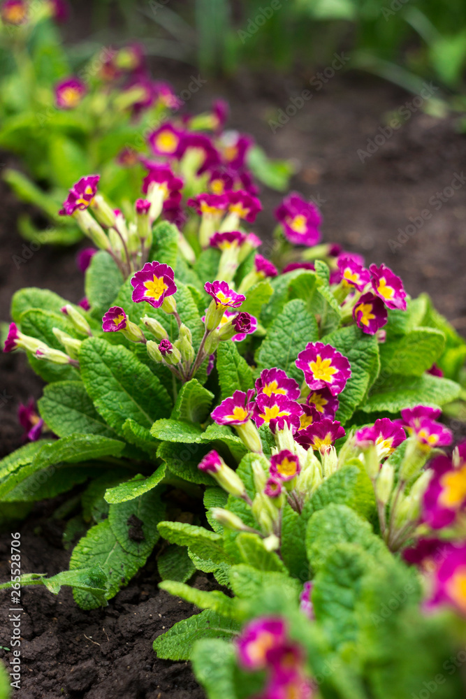 Obraz premium Red-crimson primrose blooms in the garden. Bright spring flower for flower beds. Spring concept, background.