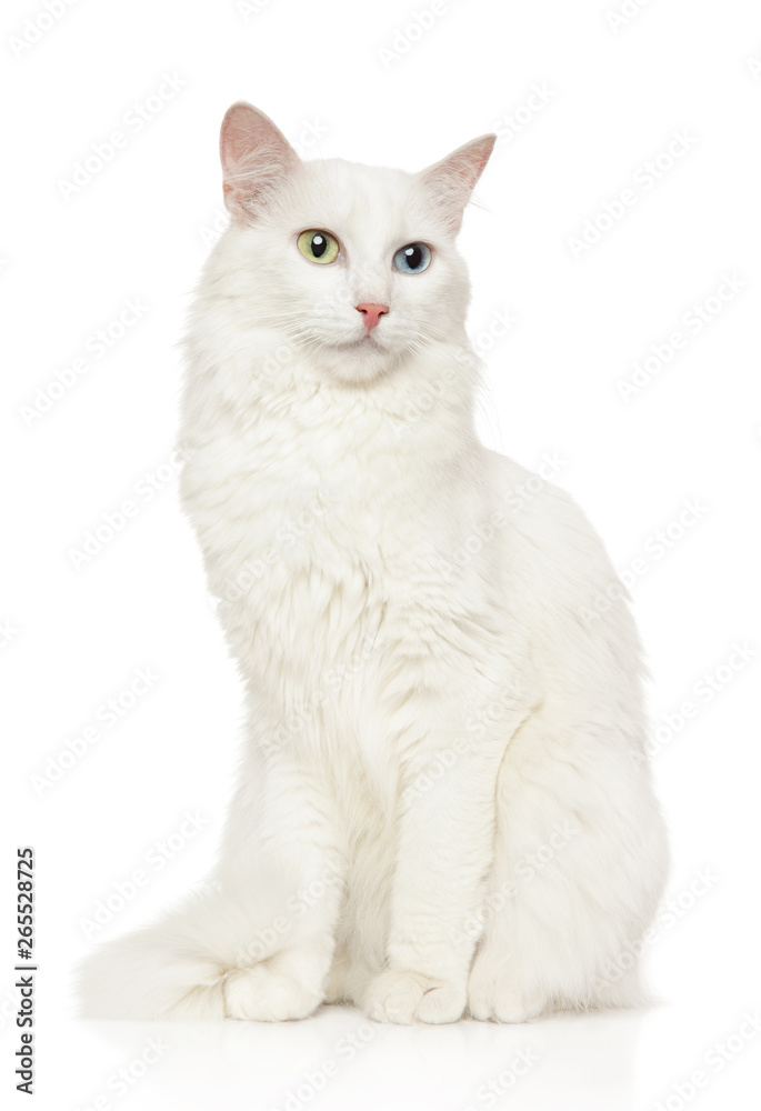 Turkish Angora cat sits in front of white background