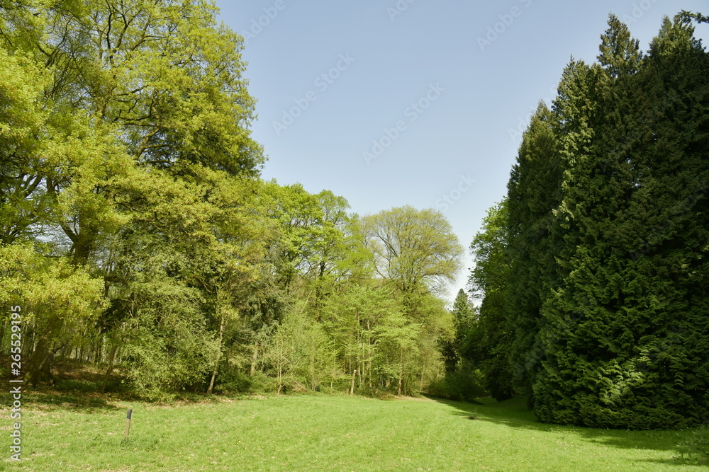 Contraste entre le vert foncé des conifères et le vert clair des feuillus à l'une des clairières de l'arboretum de Tervuren
