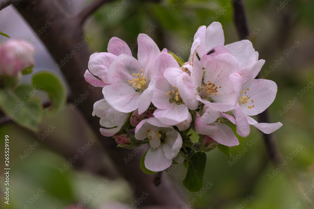 Obraz premium Apple Blossom