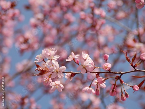 Cherry Blossoms