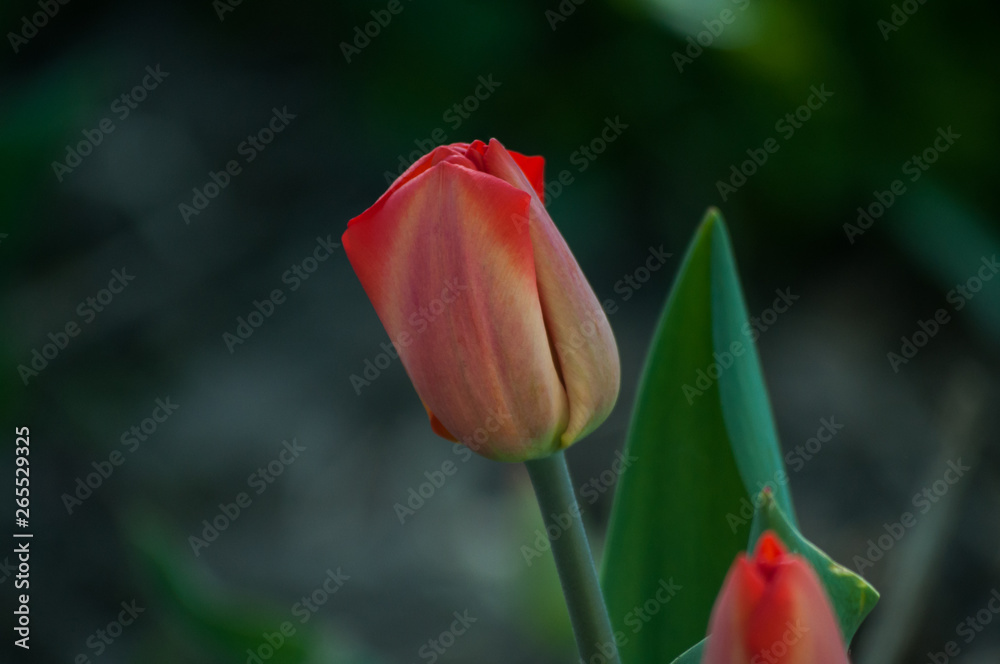 Tulips - close-up. Spring flowers. Juicy colors of red and green on a beautiful bokeh background. The height of spring. Tulips - close-up. Spring flowers. Juicy colors of red and green on a beautiful bokeh background. The height of spring.
