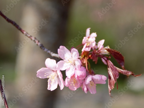 Cherry Blossoms