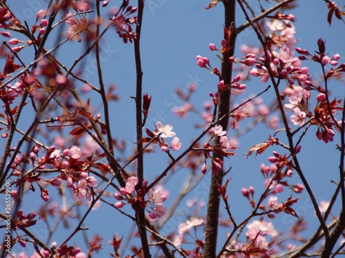 Cherry Blossoms