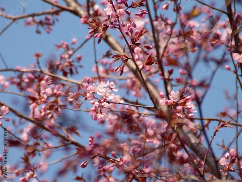 Cherry Blossoms
