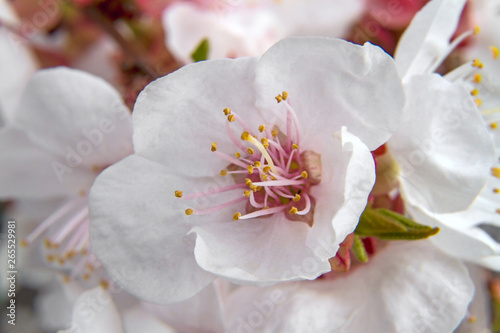 Blooming apricot closeup