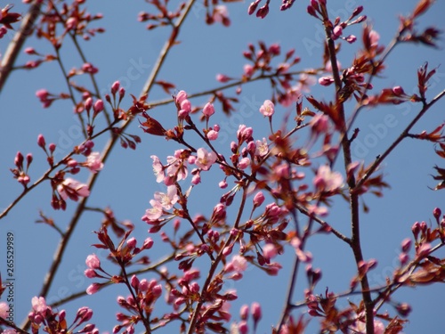 Cherry Blossoms