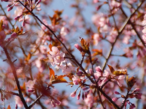 Cherry Blossoms
