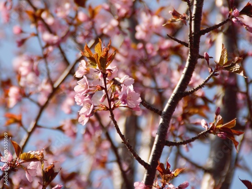 Cherry Blossoms