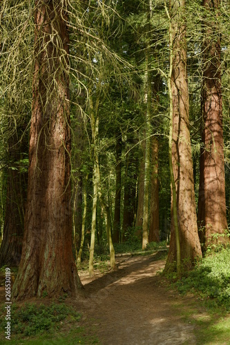Chemin entre les troncs majestueux des séquoias géants à l'arboretum de Tervuren