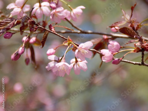 Cherry Blossoms