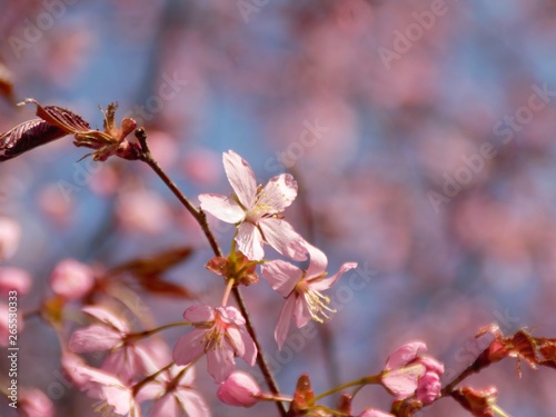 Cherry Blossoms