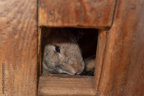 gray rabbit looks out of his wooden house take care of animals
