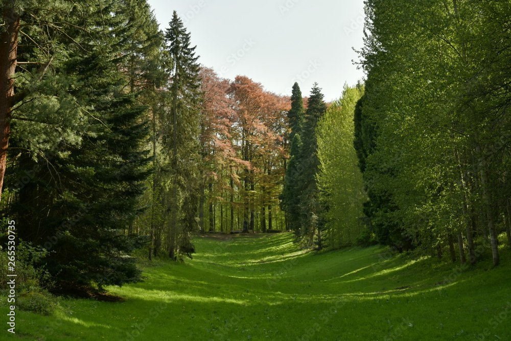 Au fond de la clairière ,les hêtres majestueux au feuillage pourpre contrastant avec le vert des conifères à l'arboretum de Tervuren