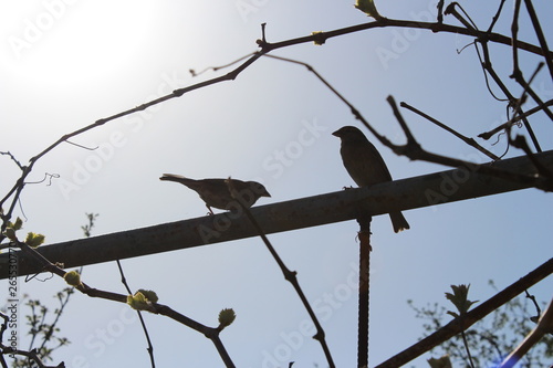 bird on a branch