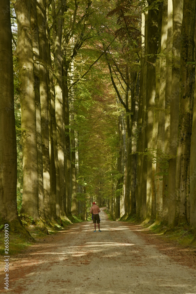 Promeneur en torse nu au milieu de l'allée principale sous la cathédrale de hêtres majestueux au bois des Capucins à Tervuren