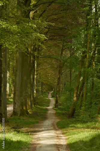 Chemin secondaire réservé aux cyclistes longeant la route principale du bois des Capucins à Tervuren © Photocolorsteph