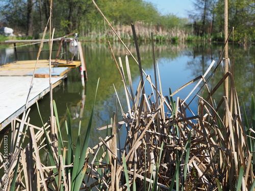 Close Up of Reeds Against Water. Nature Background with lake