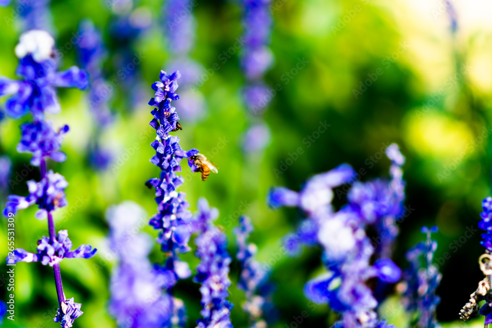 Fototapeta premium Lavandula on the morning at garden.