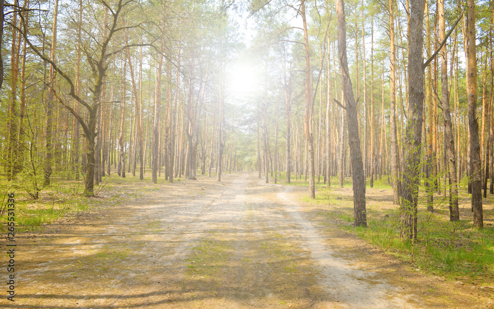 Long sandy road in a pine forest. Spring nature.