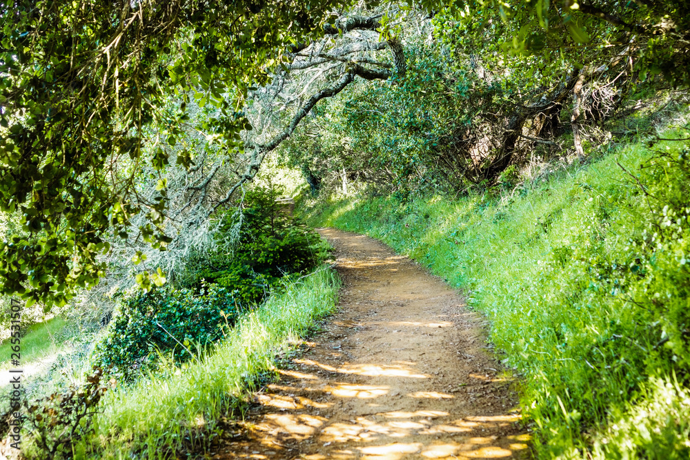 Hiking trail through the forests of Edgewood County Park, San Francisco bay area, California Hiking trail through the forests of Edgewood County Park, San Francisco bay area, California