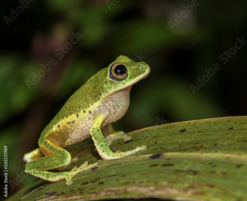 green tree frog on a leaf; green frog; cute froggy; Pseudophilautus poppiae from the Eastern Sinharaja Hills Sri Lanka; Endemic
