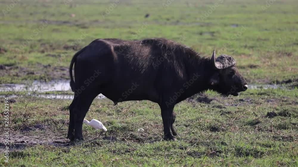 African Buffalo close to river front in Chobe National Park Botswana African Buffalo close to river front in Chobe National Park Botswana