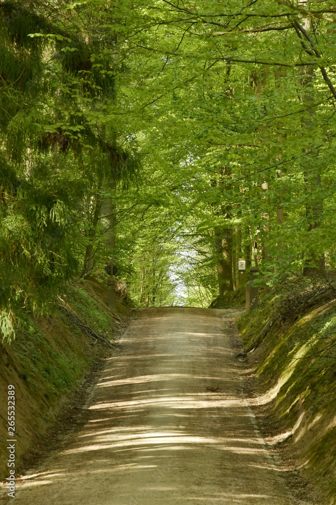 Route encaissée vers le sommet d'une côte au bois des Capucins à Tervuren Route encaissée vers le sommet d'une côte au bois des Capucins à Tervuren