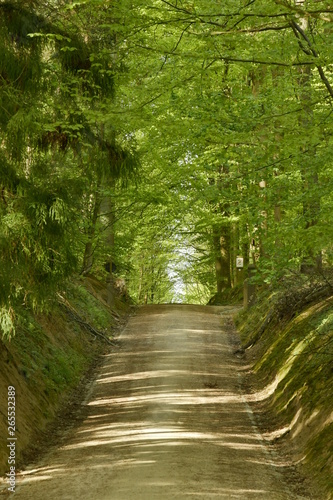 Route encaissée vers le sommet d'une côte au bois des Capucins à Tervuren