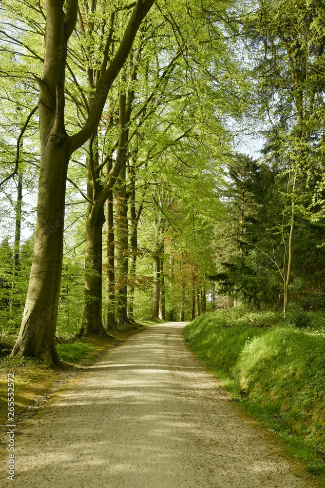 Route caillouteuse le long d'une rangée de hêtres au bois des Capucins à Tervuren