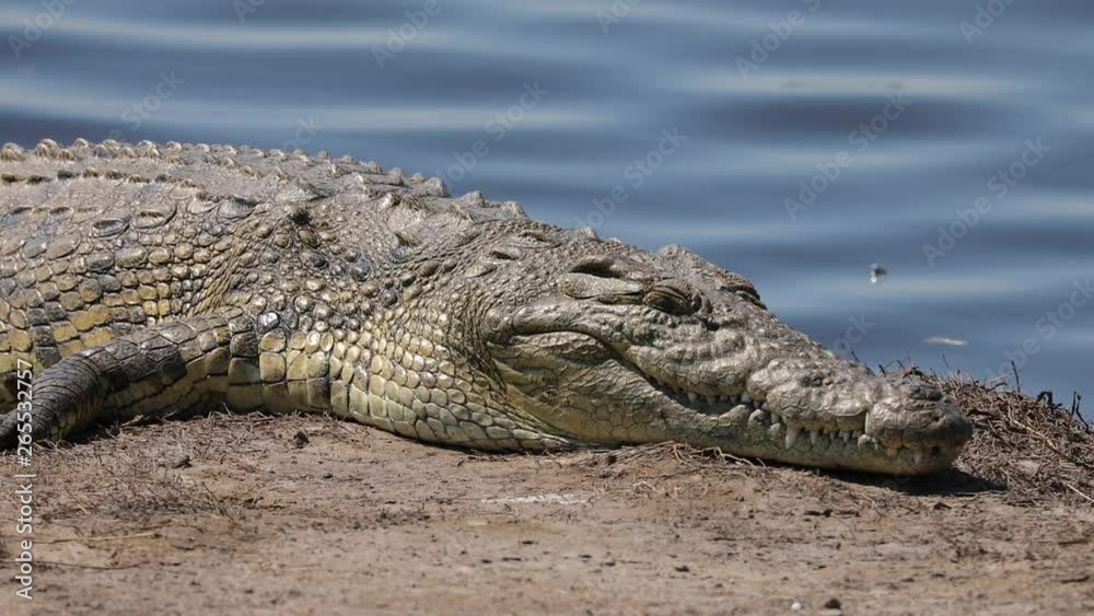 Nile Crocodile bathing in sun along Chobe River in Botswana Nile Crocodile bathing in sun along Chobe River in Botswana