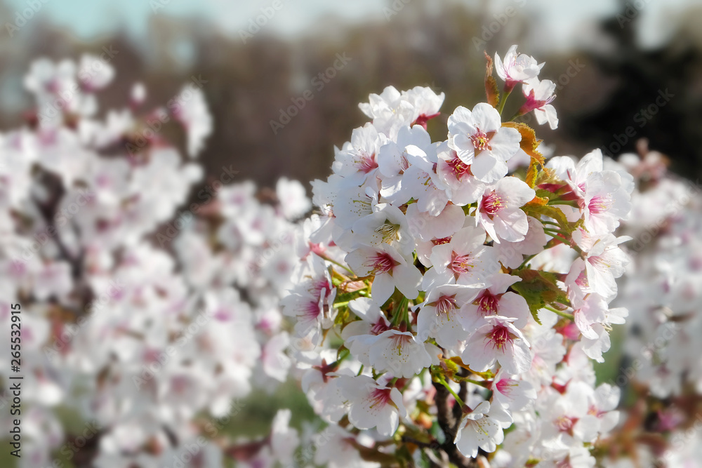 Sakura blooming Tisima varieties in early spring. Sakura blooming Tisima varieties in early spring.
