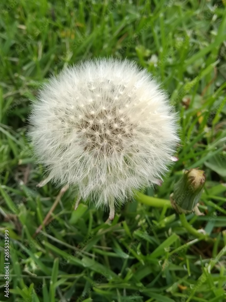 Pusteblume