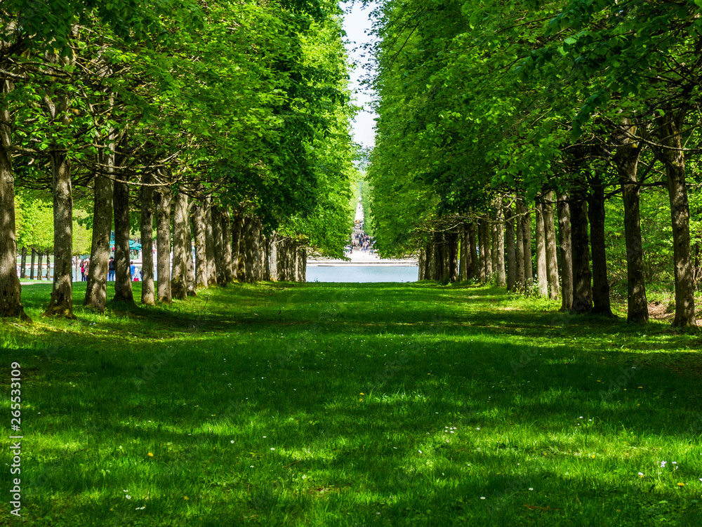 Obraz premium Green tree alley pathways with green lawn in France Versailles gardens in shadow with a lake in a distance ending in a lake 