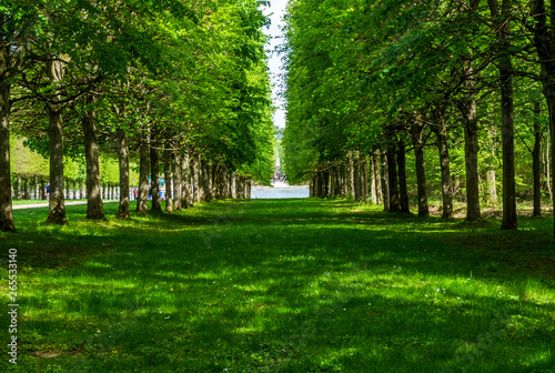 Green tree alley pathways with green lawn in France Versailles gardens in shadow with a lake in a distance ending in a lake 