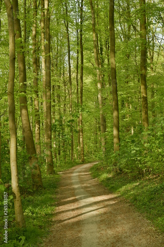 Chemin traversant une forêt de hêtres jeunes au printemps au parc de Tervuren à l'est de Bruxelles © Photocolorsteph