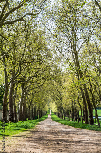 Park trees wayside green allee with a natural road stretching off into a distance at a sunny day with green grass bypass in Versailles France 