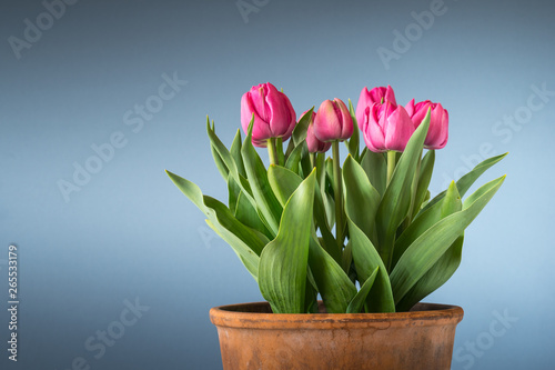 tulips in terracotta pot isolated on blue background